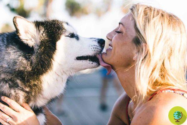 Antibiotic resistance: is it really dangerous to have your dog lick your face?