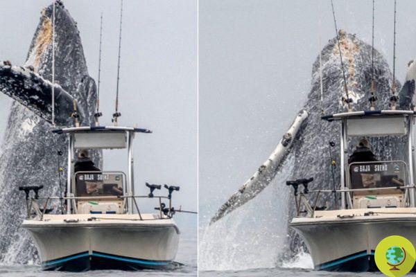 Fotógrafo logra captar el espectacular salto de una ballena. el resultado es impresionante