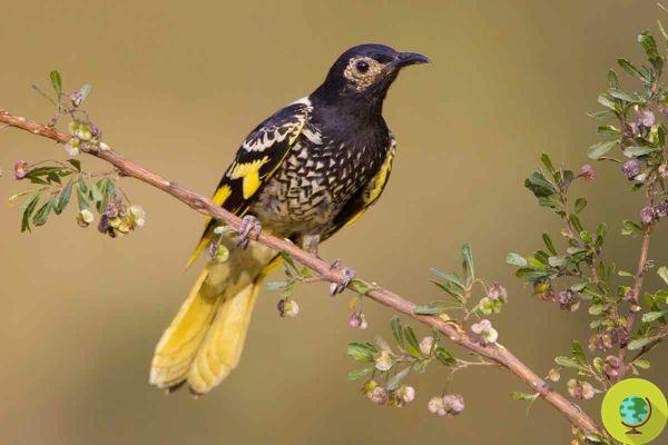 Esta ave ya no puede cantar el idioma de su especie y corre el riesgo de extinción (debido al hombre)
