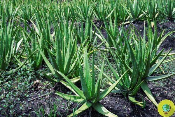Aloe vera, como cultivá-la em casa para ter sempre suco e gel disponíveis