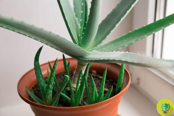 Aloe vera, how to grow it at home to always have juice and gel available
