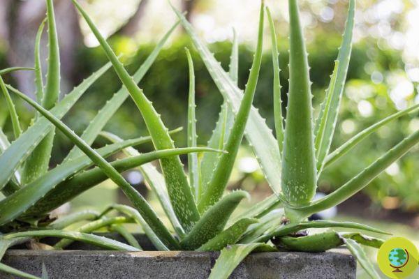 Aloe vera, como cultivá-la em casa para ter sempre suco e gel disponíveis