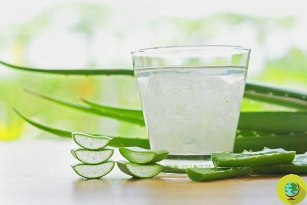 Aloe vera, how to grow it at home to always have juice and gel available