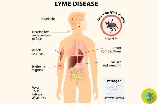 Doença de Lyme: o que é, sintomas e tratamentos
