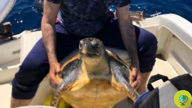 Sequestrou 95 tartarugas embrulhadas em plástico empilhadas dentro de uma mala
