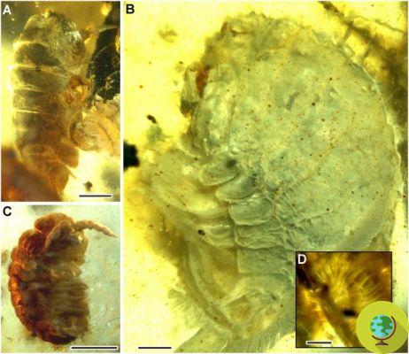 Fóssil desta antiga criatura marinha encontrada na resina de uma árvore