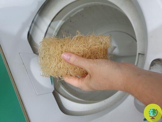 Luffa : 5 astuces pour nettoyer l'éponge végétale et éviter les bactéries