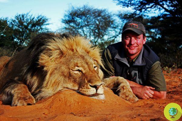 Tuez un lion et tu peux tuer une lionne gratuitement : la scandaleuse offre « 2×1 » pour les chasseurs de trophées