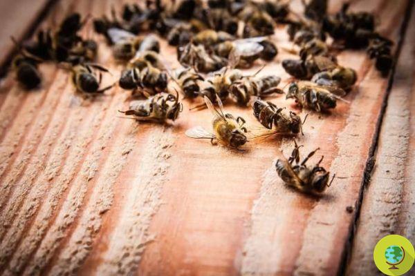 Muerte de abejas: en Europa abejas envenenadas por 57 pesticidas diferentes