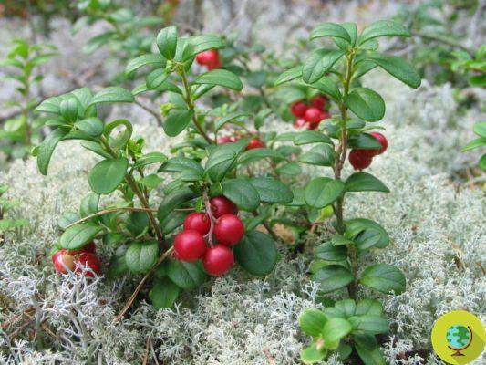 Cranberries to prevent urinary infections