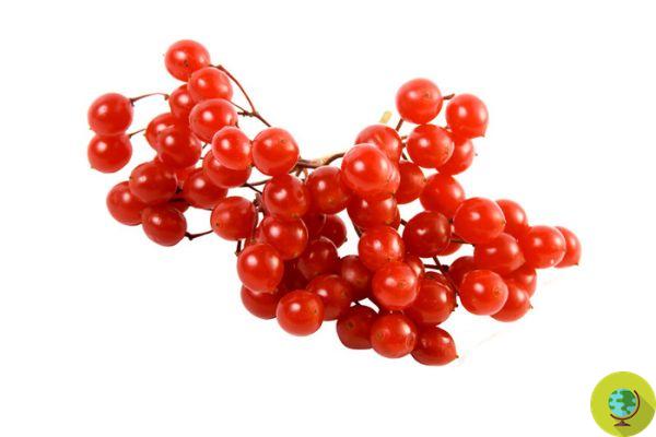 Schisandra berries: properties, benefits and where to find them