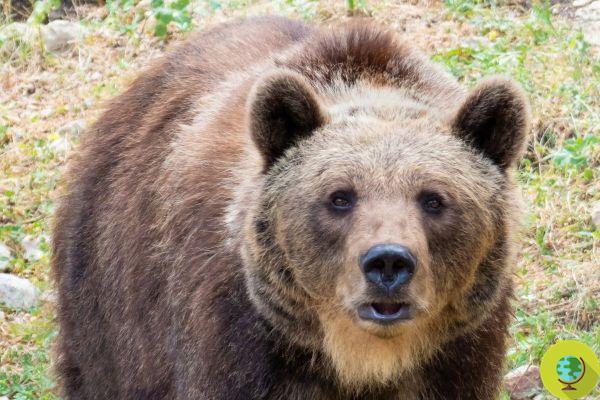 AAA, voluntários são procurados para proteger o urso pardo marsico