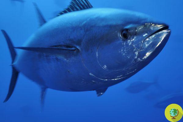 Atum rabilho: UE encerra pesca no início de 2010