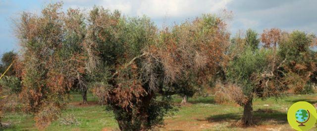 Xylella: llega abono orgánico que podría evitar la tala de olivos enfermos