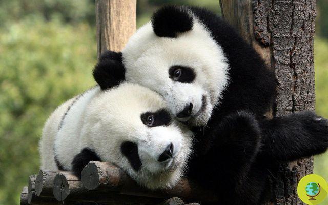 Pandas, tigres e rinocerontes: alarme de extinção até 2050