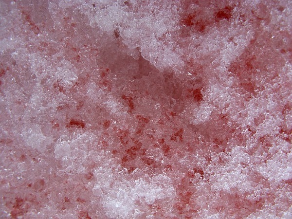 Roja y fragante, aquí está la nieve 