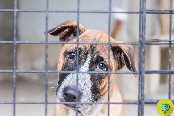 Cães e gatos esquecidos na emergência: ativistas dos direitos dos animais pedem a liberação de adoções