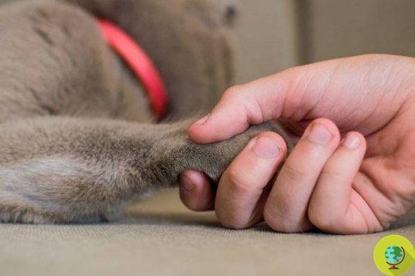 Cats also have their dominant paw and can be left-handed