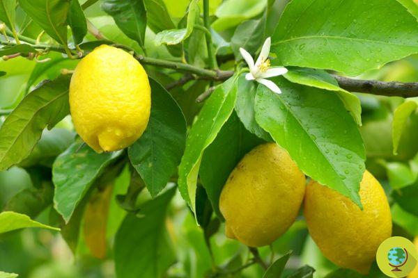 Ainsi, les déchets de citrons sont transformés en précieux suppléments et nutraceutiques pour prévenir le diabète et d'autres maladies.