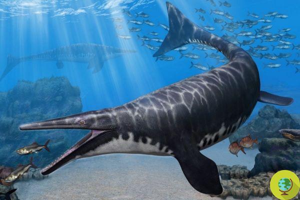 Nouvelle espèce préhistorique de mosasaure identifiée, c'était un 