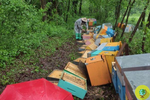 Vándalos destruyen colmenas y matan a millones de abejas: más de 60 mil euros recaudados para el joven apicultor