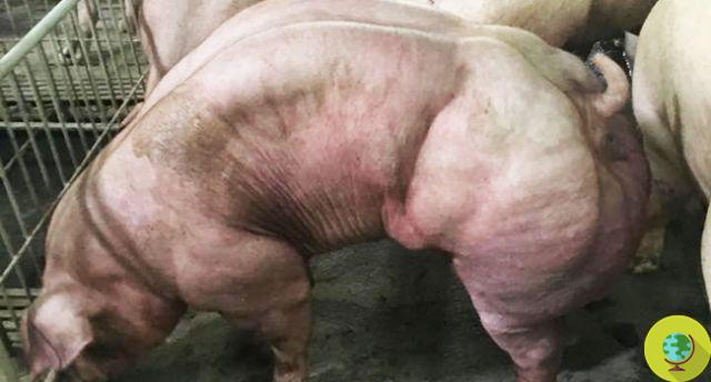 Porcos Hulk: o horror por trás dos porcos geneticamente modificados no Camboja