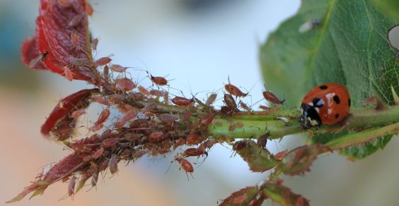 Enfermedades y plagas de las plantas: cómo reconocerlas. Síntomas y remedios