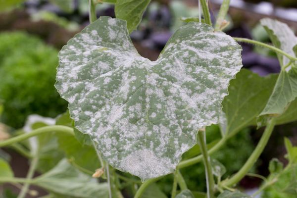 Plant diseases and pests: how to recognize them. Symptoms and remedies