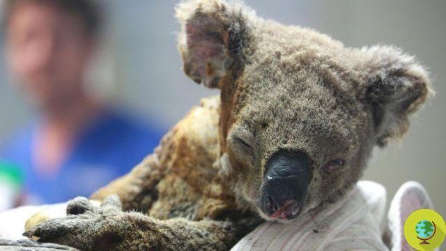 The cry of the koala on the last eucalyptus tree (video and petition)