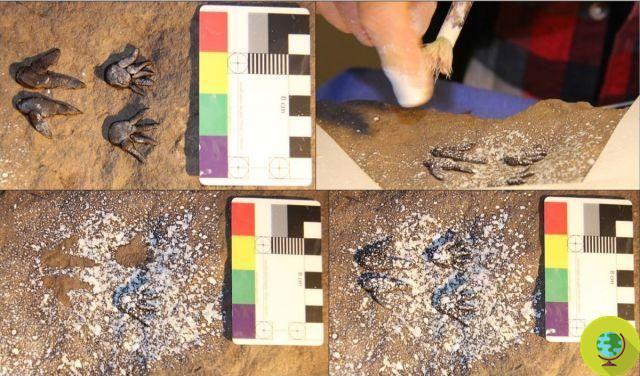 Descoberta obra de arte rupestre aborígene em miniatura, existem apenas 3 como esta no mundo