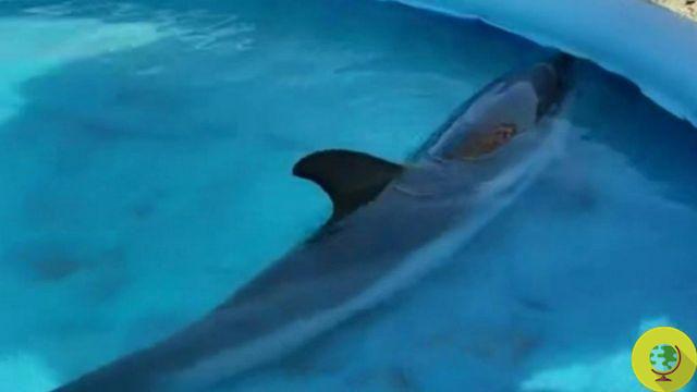 Delfín varado y enterrado en Puglia (VIDEO)