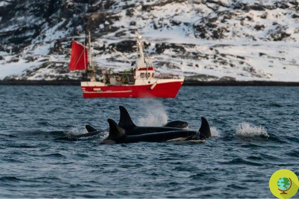 Killer whales use fishermen's nets for food, but let's not call them thieves