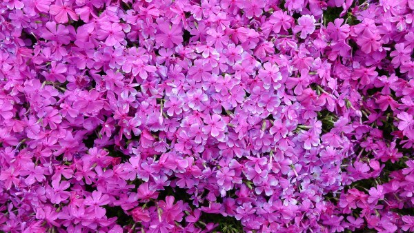 Create a huge and fragrant garden for the blind wife (PHOTO)