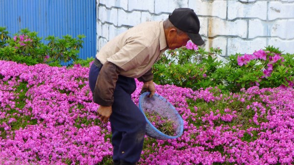 Crie um jardim enorme e perfumado para a esposa cega (FOTO)
