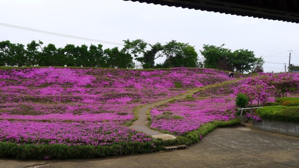 Create a huge and fragrant garden for the blind wife (PHOTO)