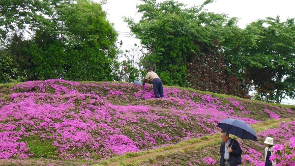 Crea un jardín enorme y fragante para la esposa ciega (FOTO)