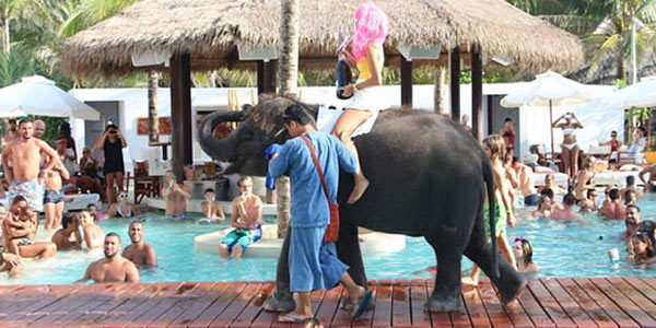 A chocante verdade por trás do turismo de elefantes na Tailândia