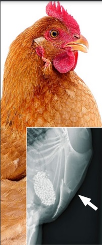 Shock study reveals 97% of laying hens have broken sternum bones (even in organic farms)