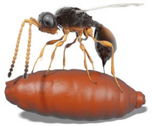4 novas espécies de vespas parasitas perfeitamente preservadas em seus hospedeiros por 40 milhões de anos (VÍDEO)
