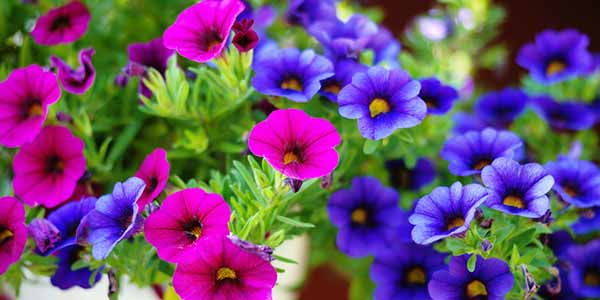 12 plants that color the garden and keep insects away