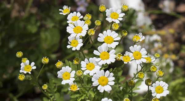 12 plants that color the garden and keep insects away