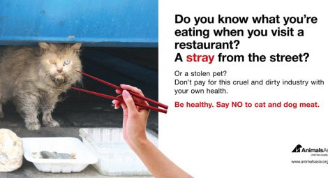 “Dejen de comer perros y gatos”: carteles de Animal Asia en las ciudades de China (FOTO)