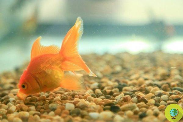 No more abandoned goldfish: the Paris Aquarium offers them care and a new home