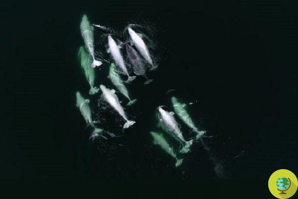 Un grupo de belugas han adoptado un narval solitario, podría nacer un 