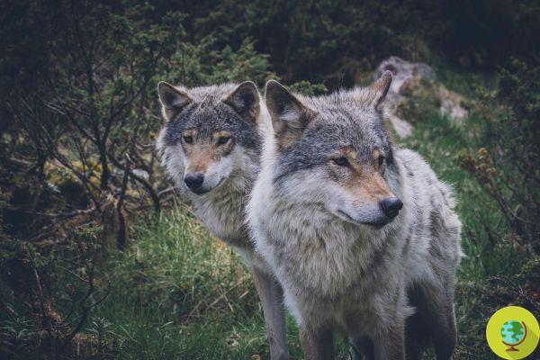 No hay espécimen alfa entre los lobos, la ciencia desmiente el mito del líder de la manada
