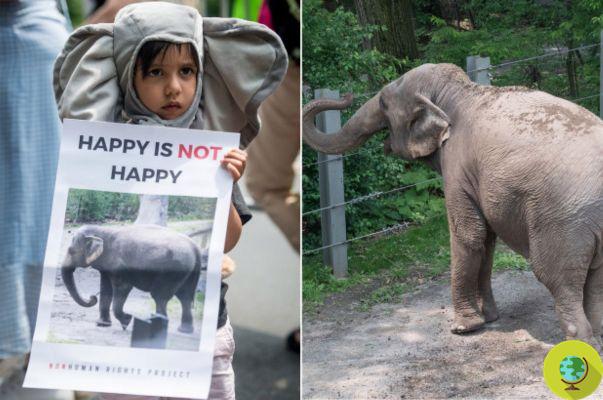 Feliz: El infeliz elefante no será liberado del Zoológico del Bronx