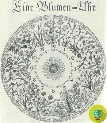 Linnaeus' magnificent floral clock: marking time with flowers