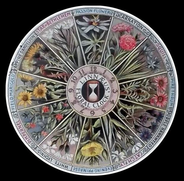 Magnífico relógio floral de Linnaeus: marcando o tempo com flores