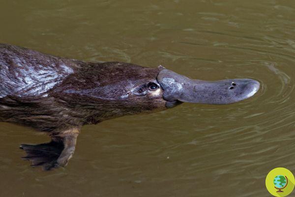 Not just kangaroos and koalas: the silent slaughter of platypus due to fires in Australia