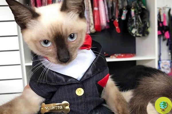 Stray kitten 'hired' as a lawyer by the Brazilian Order so as not to have him chased away from offices